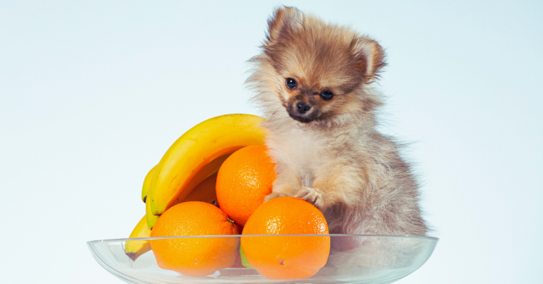 Caractère du Pomchi
