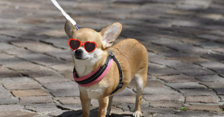 Harnais Chihuahua