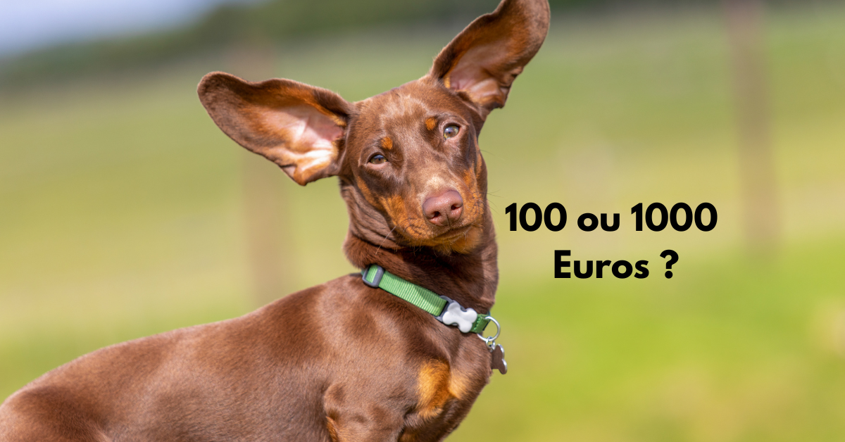Prix du Teckel nain