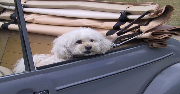 Sac de transport Caniche