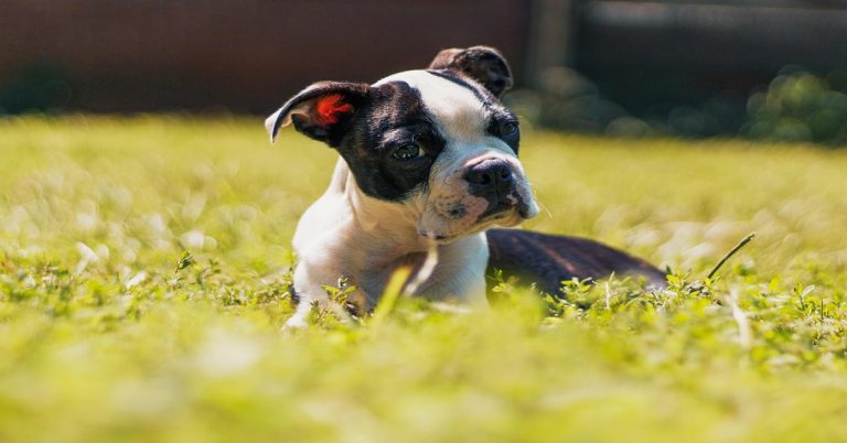 Boston Terrier
