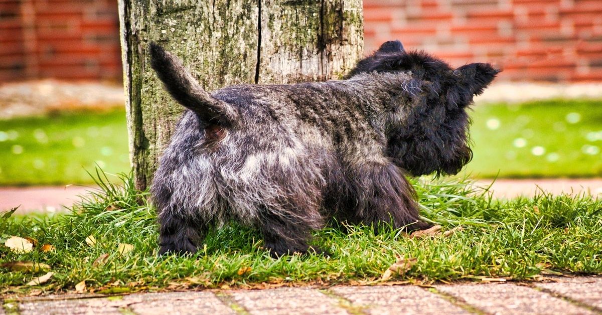 Cairn Terrier