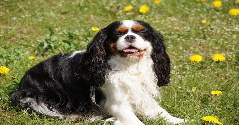 Gamelle Cavalier king charles