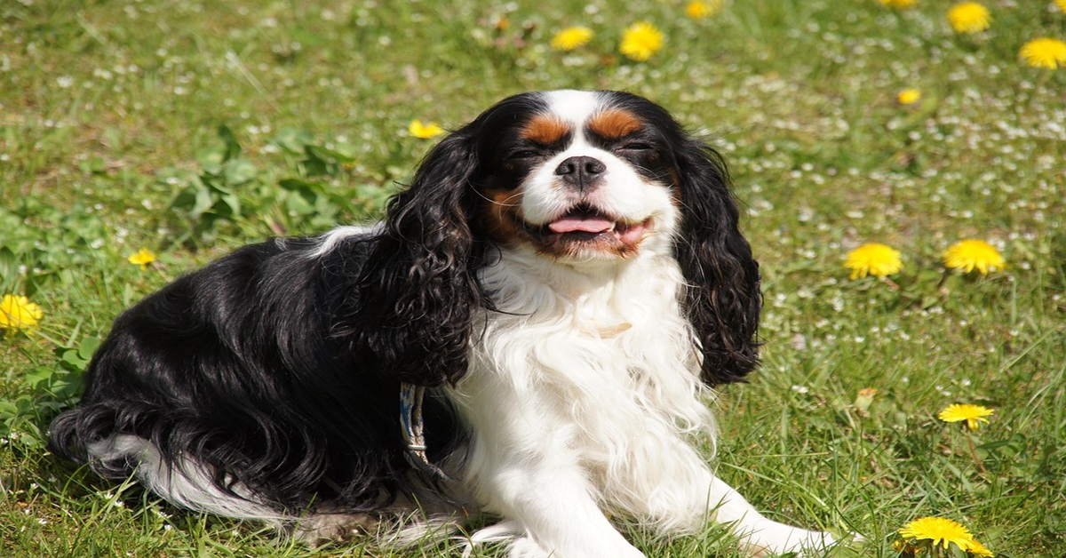Gamelle Cavalier king charles