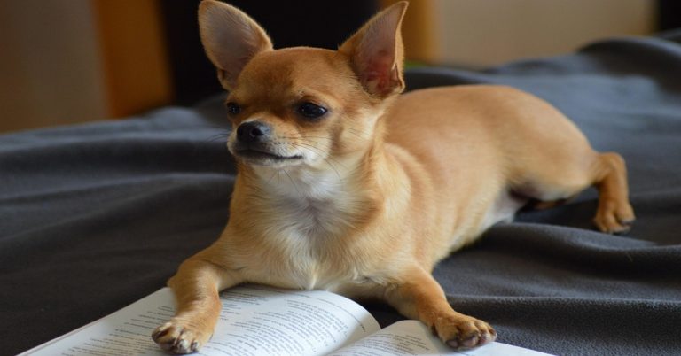 Le Chihuahua aboie beaucoup