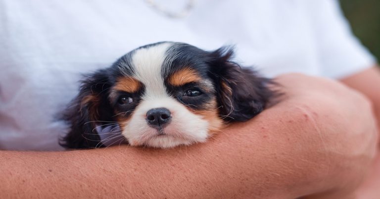 Les défauts du Cavalier King Charles