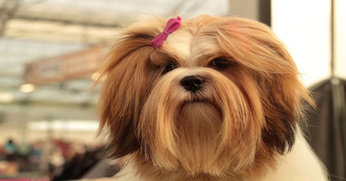 Brosses pour Lhassa Apso