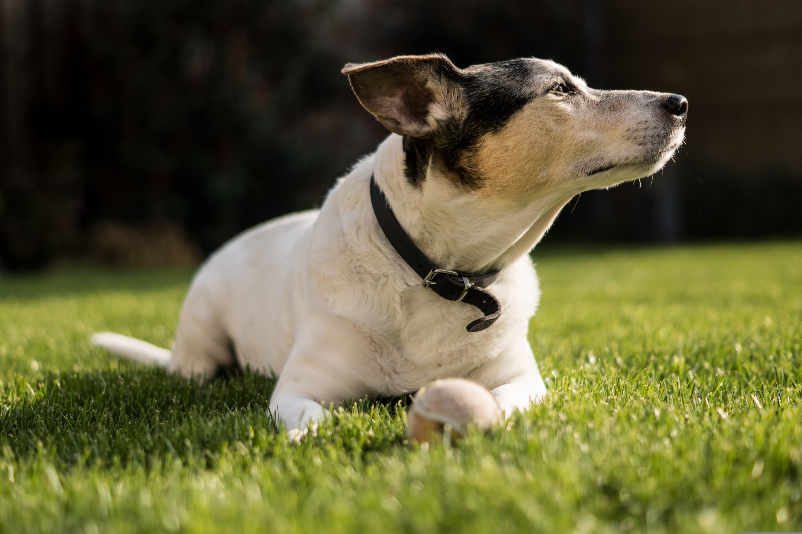 Collier ou harnais pour Jack Russel
