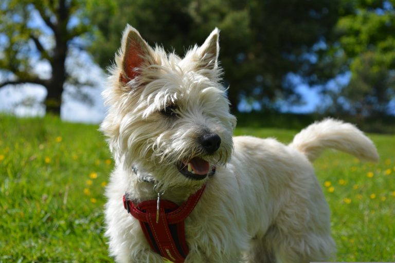 Harnais Cairn Terrier