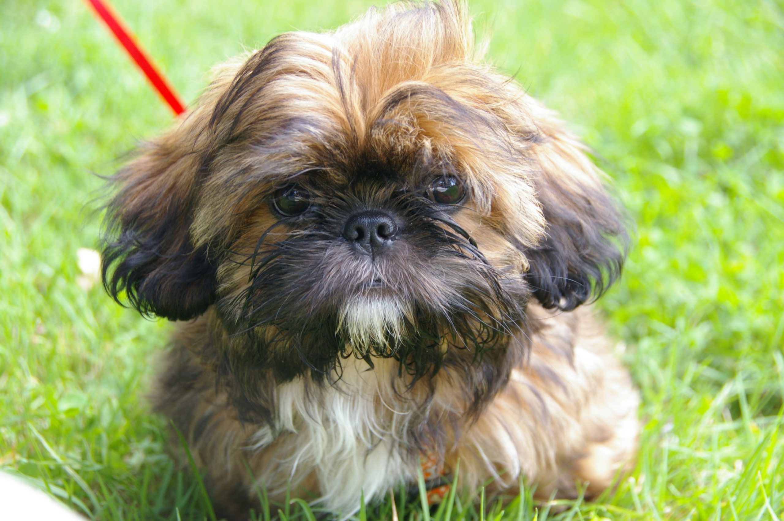 Laisse et collier Shih Tzu