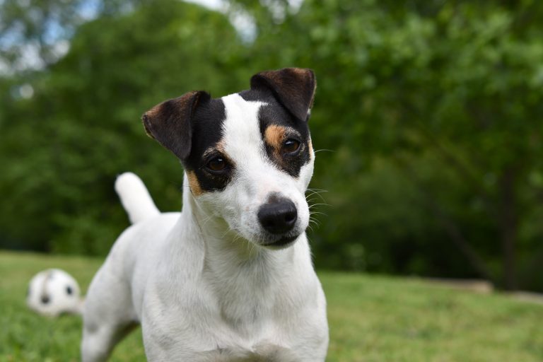 Laisse pour Jack Russel
