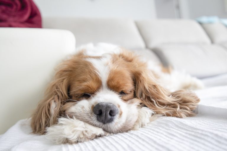 Panier Cavalier king charles