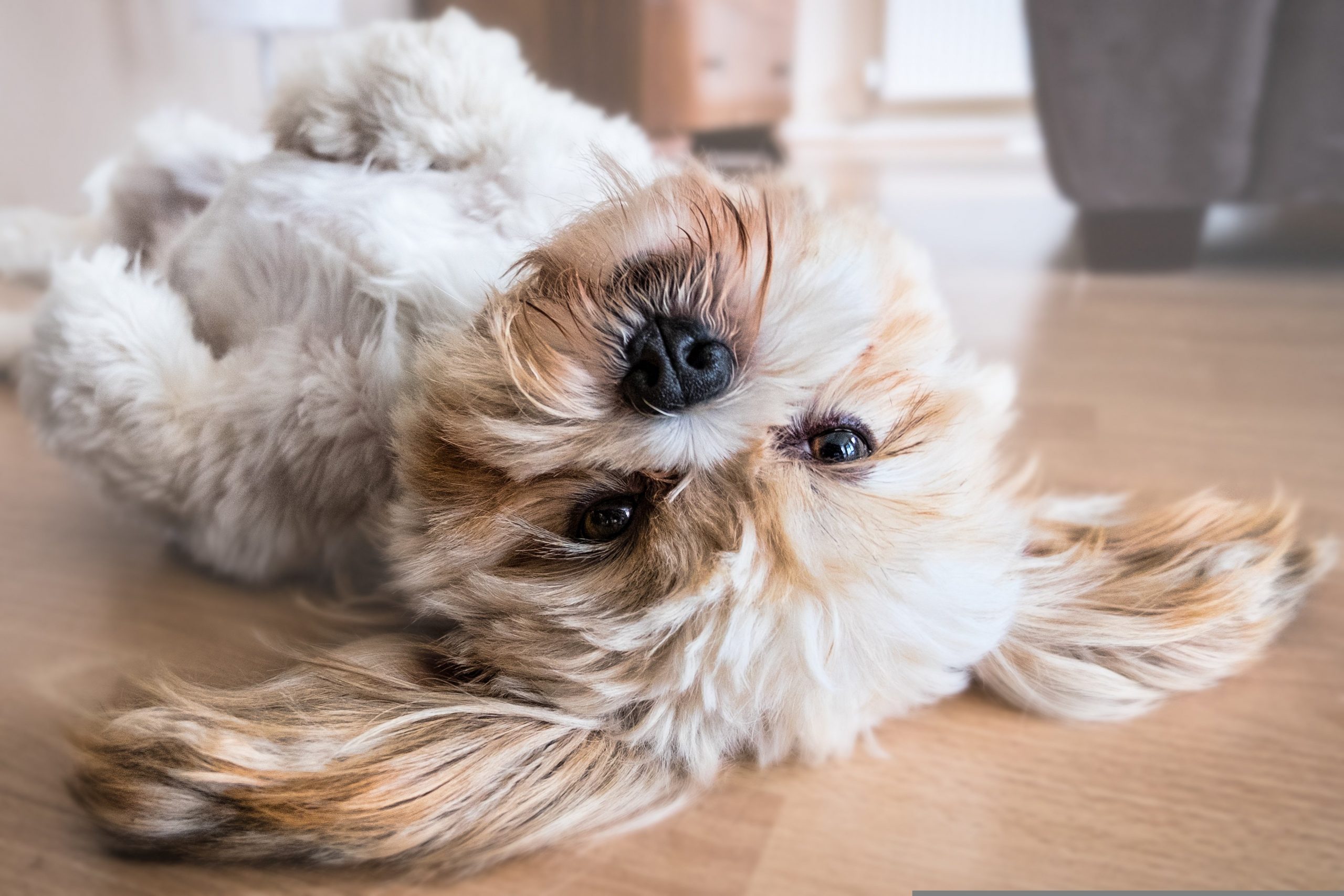 Prix du Shih Tzu