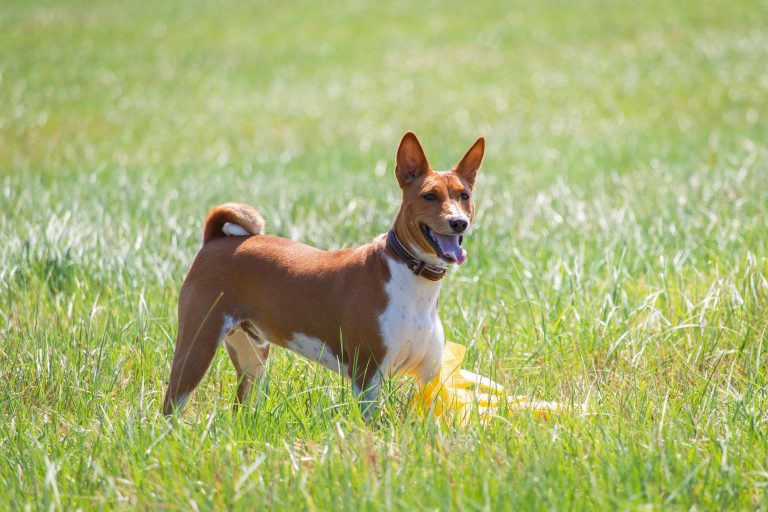 Petit chien qui n'aboie pas