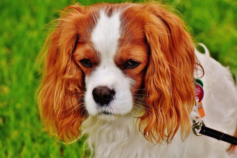Cavalier King Charles perd ses poils