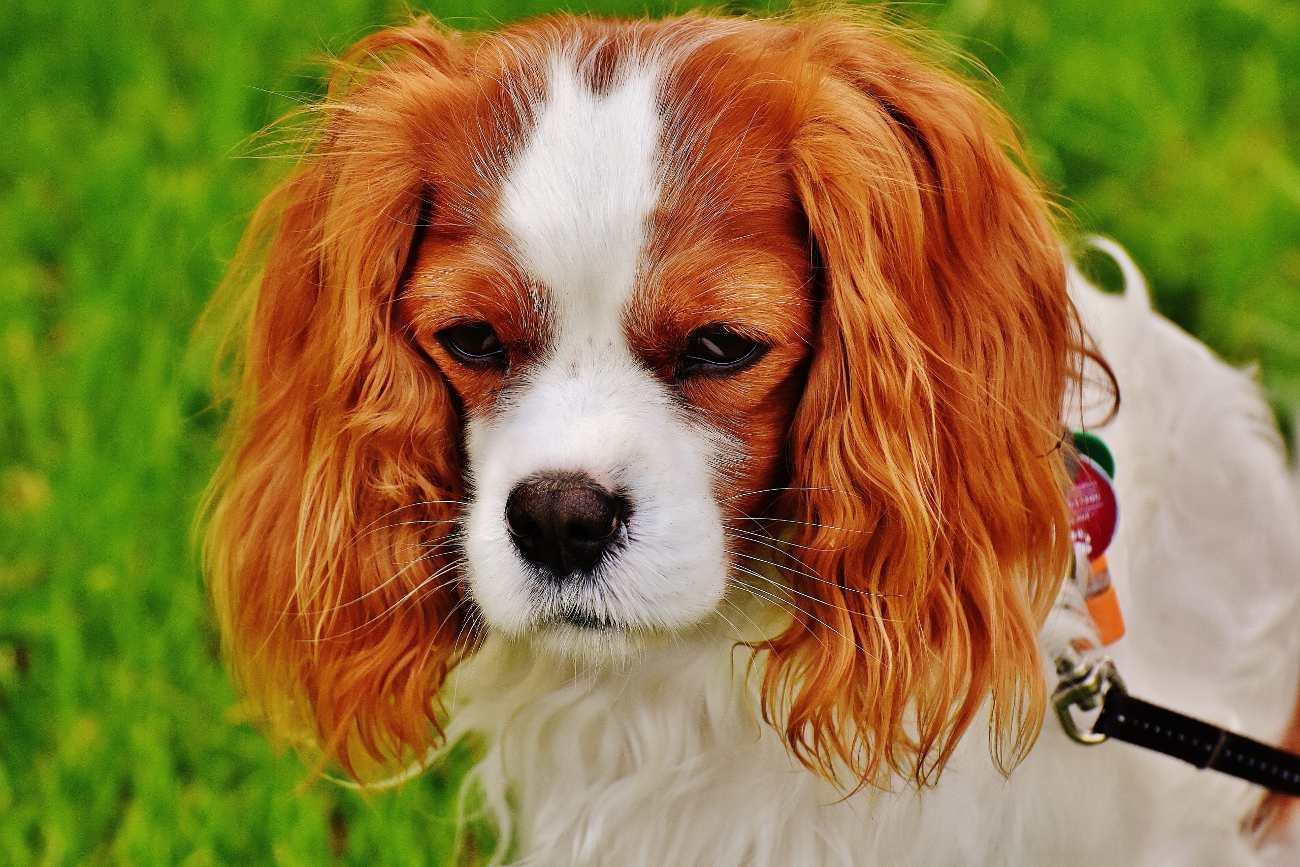 Cavalier King Charles perd ses poils