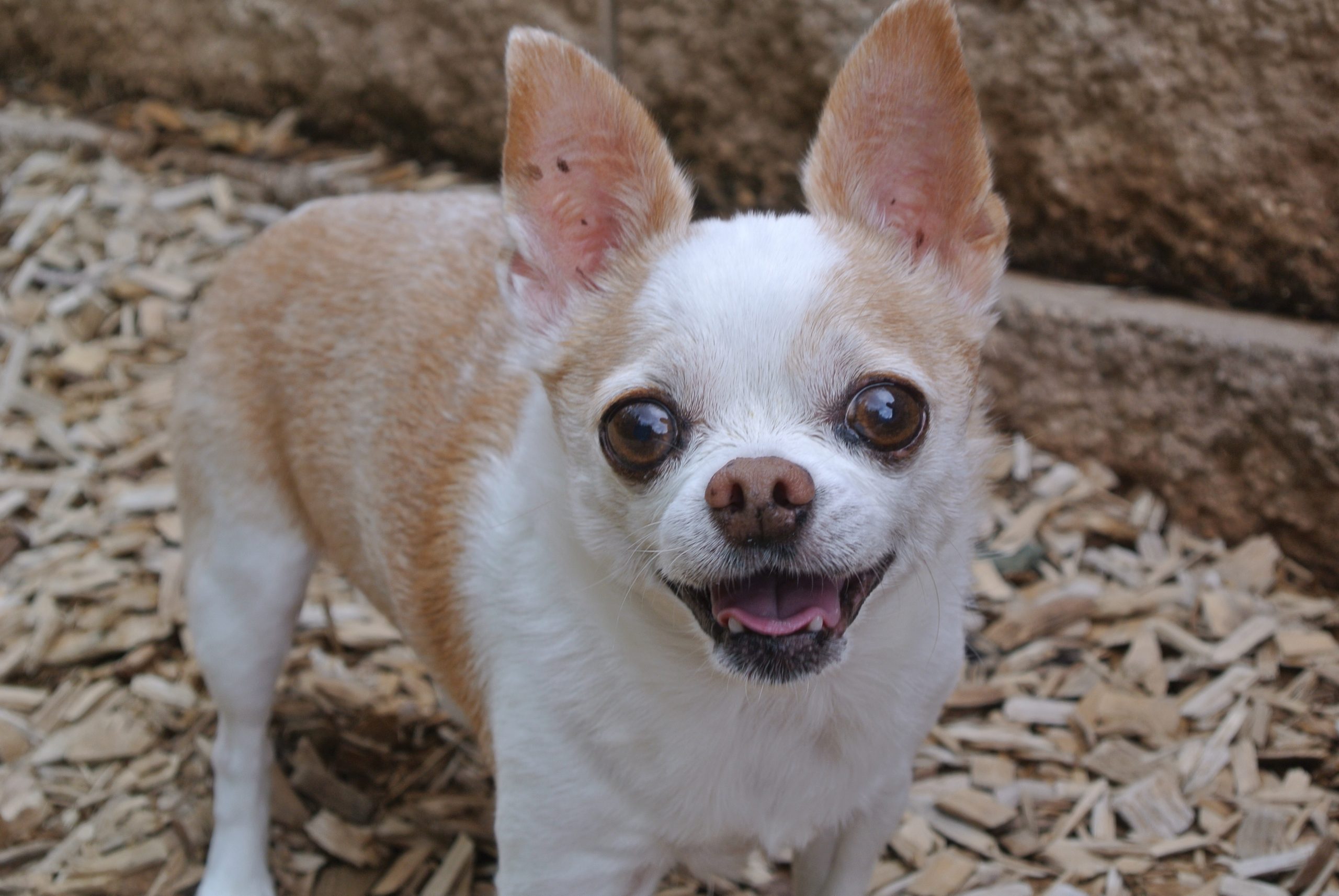 Est-ce que le chihuahua est un chien fragile ?