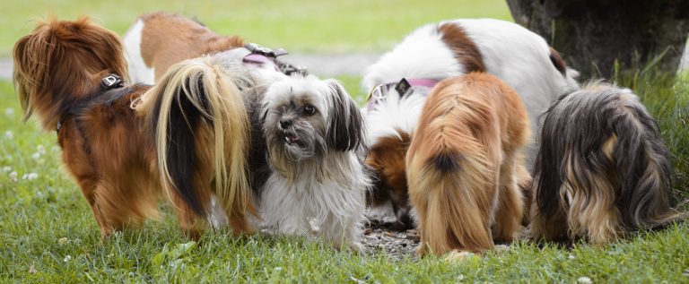 Petits chiens de 5 kilos