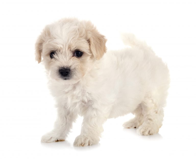 Esperance de vie bichon maltais