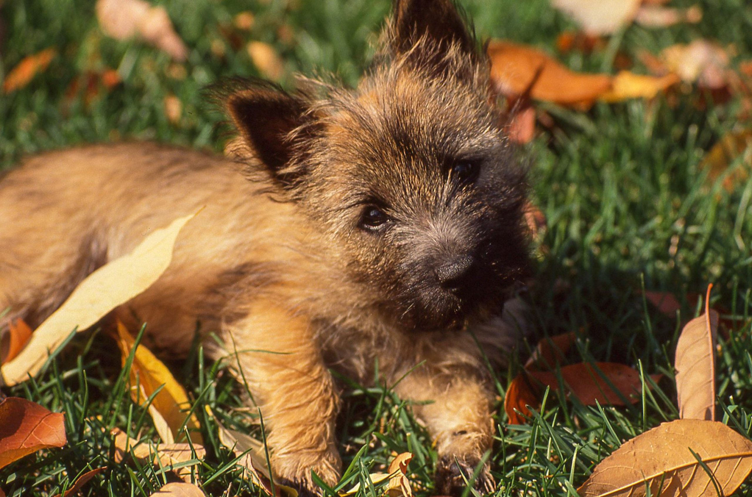 Quelle est l’espérance de vie d’un Cairn Terrier ?