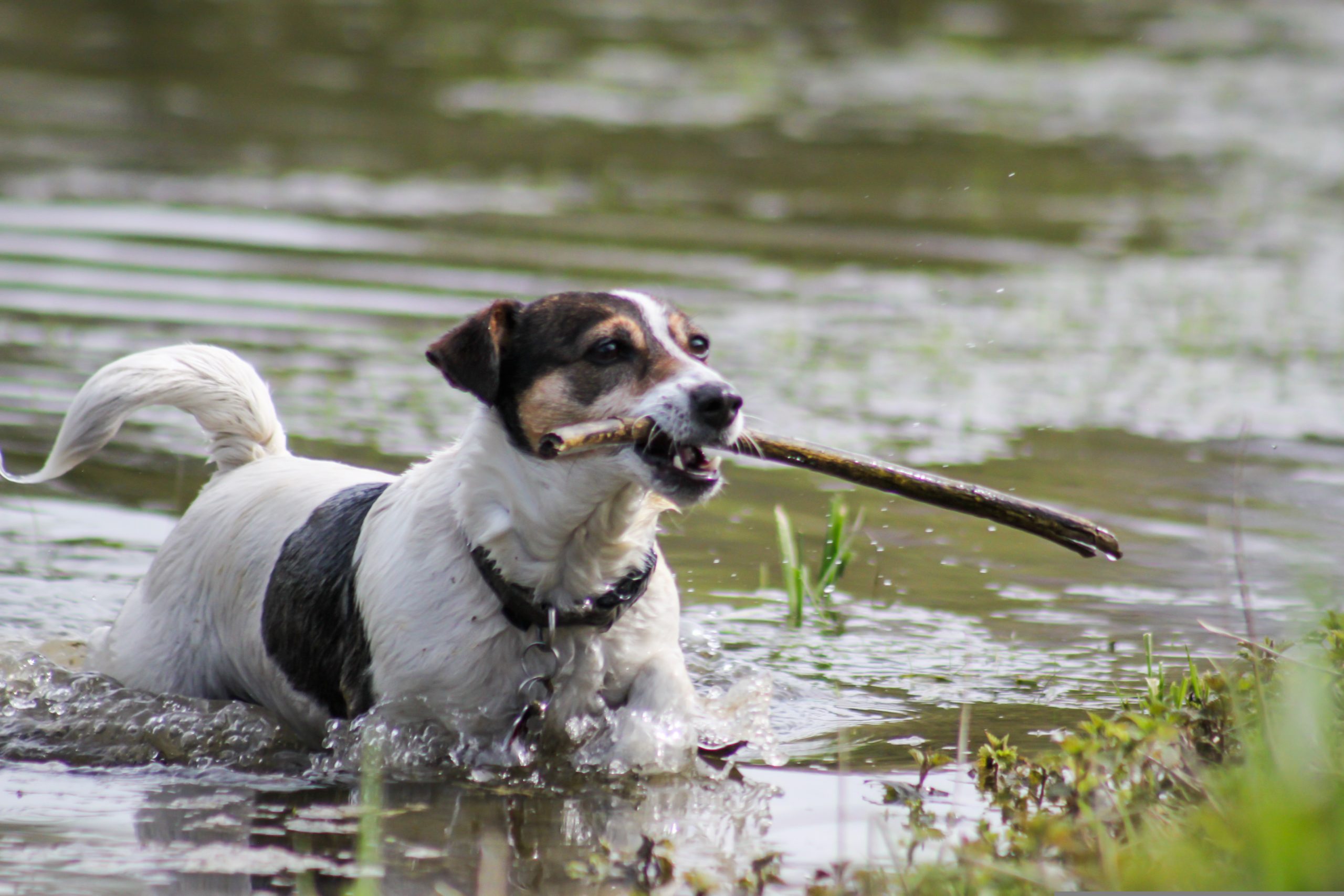 Quel est le prix d’un Jack Russell ?