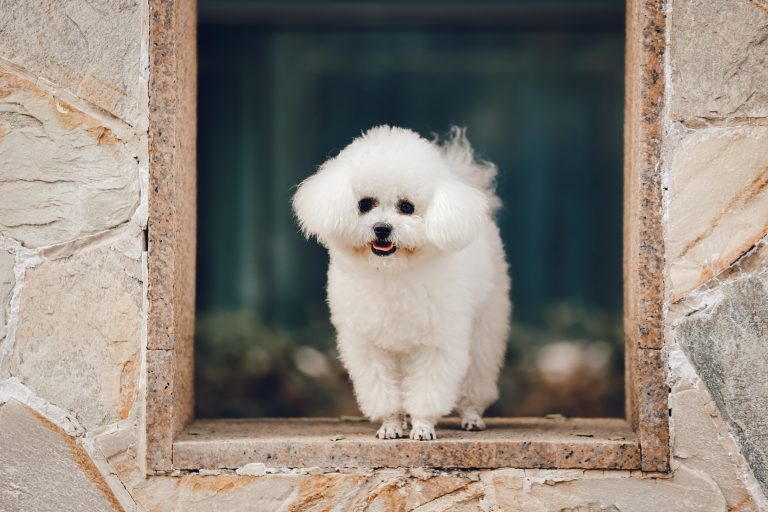 Poids Taille Bichon Maltais