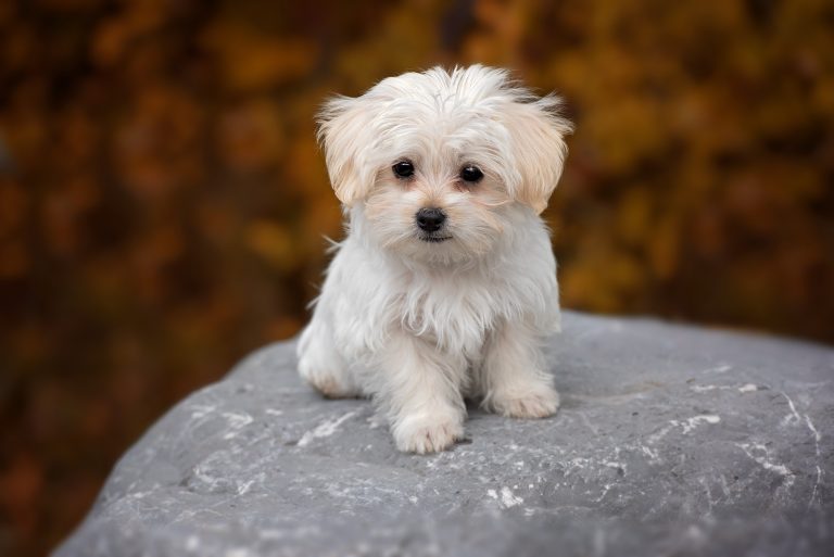 Prix Bichon Maltais