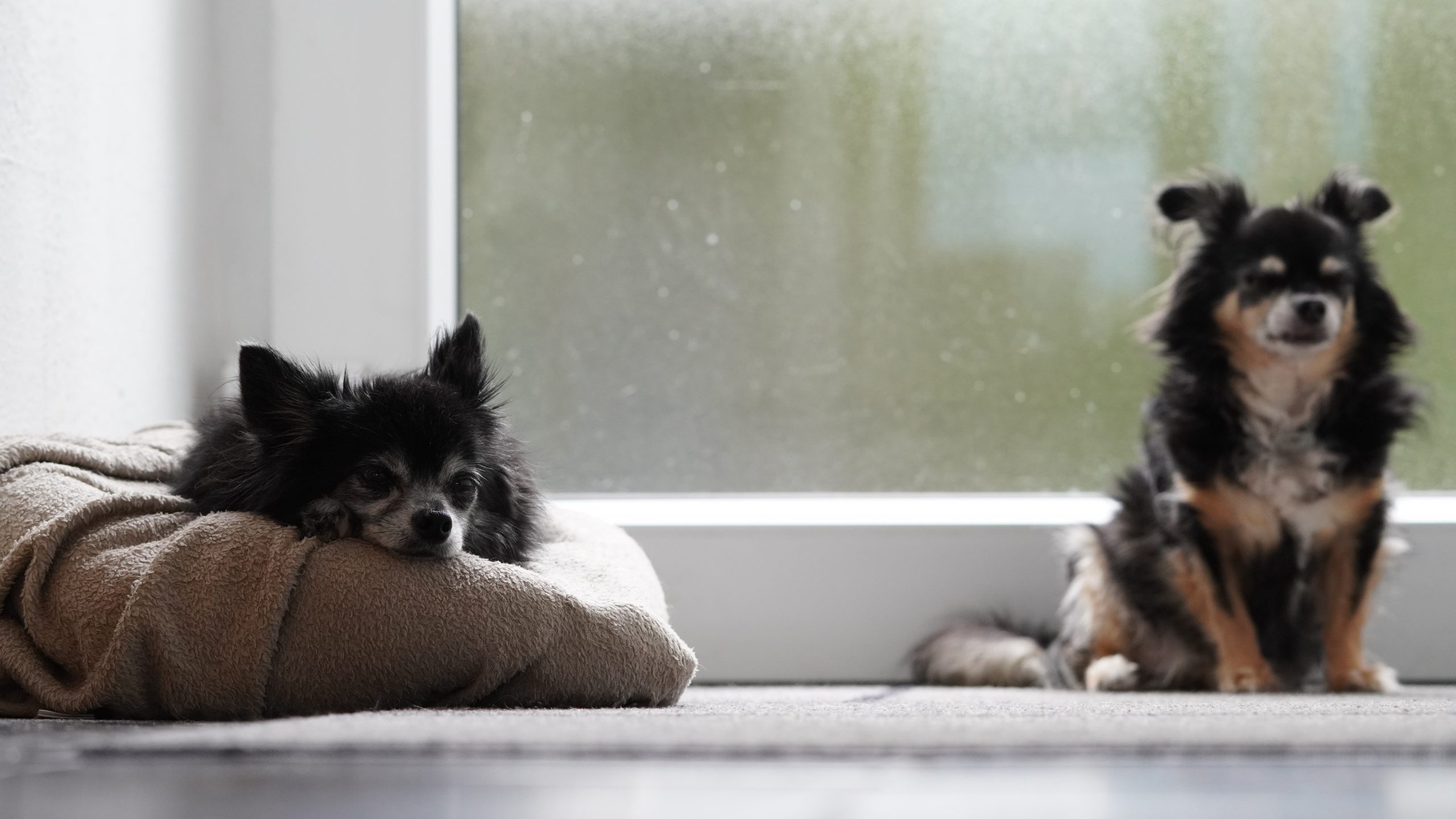 Quel est le prix d&rsquo;un chihuahua ?