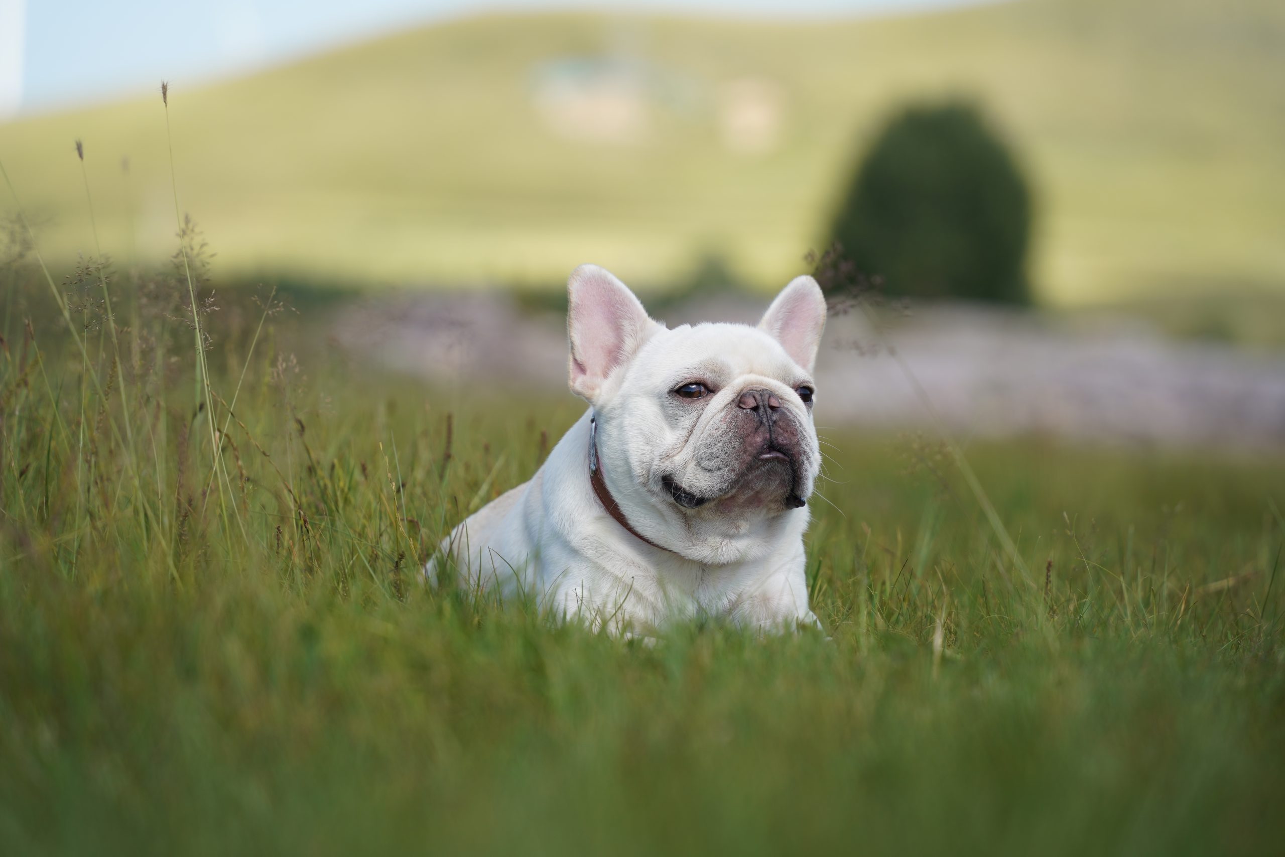Caractère du Bouledogue français : un petit chien très présent