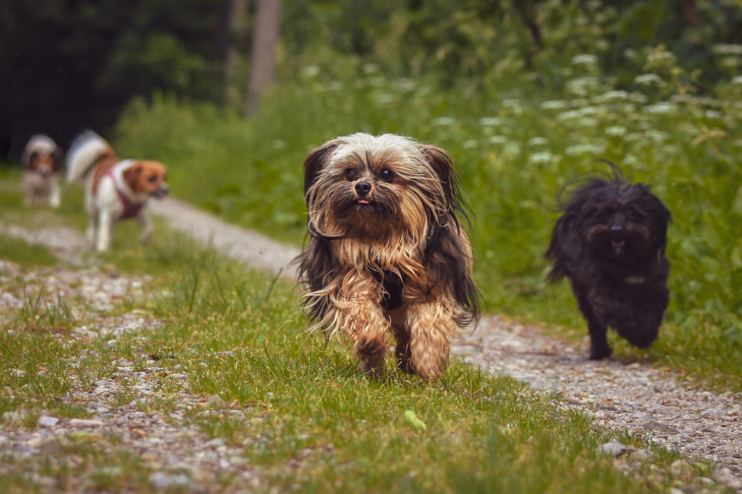 Pourquoi choisir un petit chien